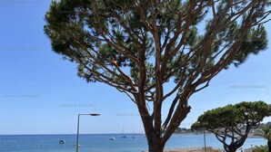 Vista costera con un árbol en primer plano, sombrillas de playa y un cielo azul despejado.