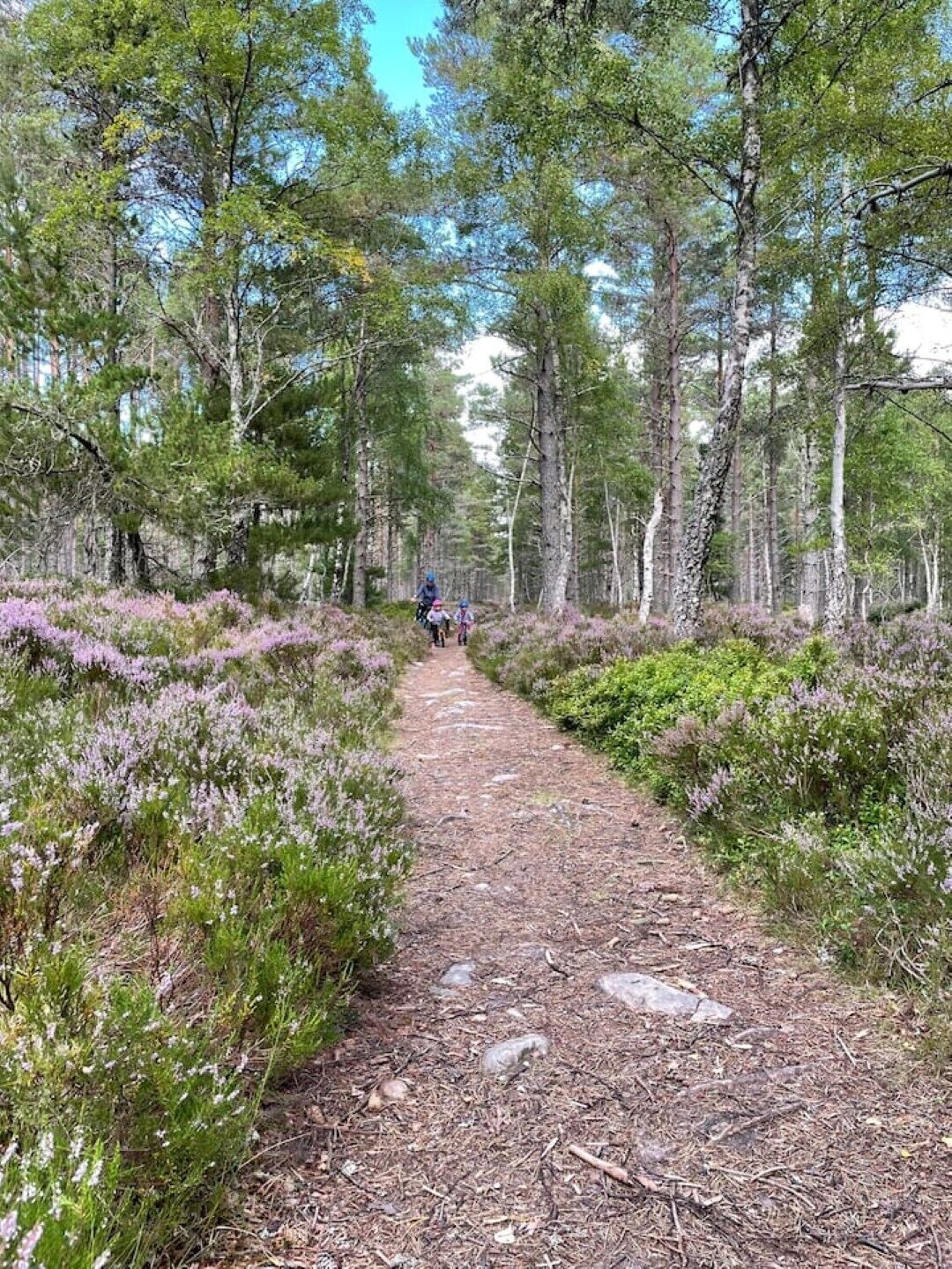 En skogstig med tät vegetation, både höga träd och lågvuxen buskvegetation.