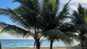 A beach with palm trees and a clear view of the ocean.