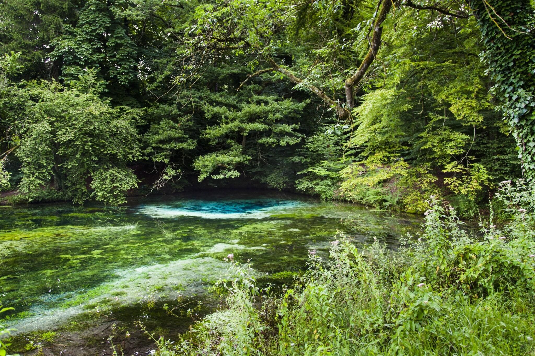 A natural water body surrounded by dense green foliage.