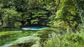 A natural water body surrounded by dense green foliage.