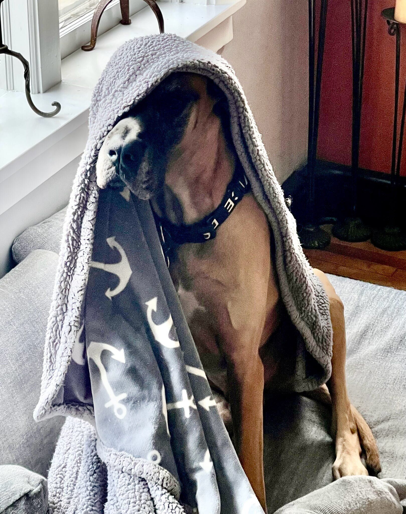 Ein Hund, in eine Decke gehüllt, liegt auf einem Bett.
