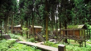A forested area with wooden treehouses connected by wooden walkways. - Xianfeng Pingbaying Forest Hotel (Xianfeng)
