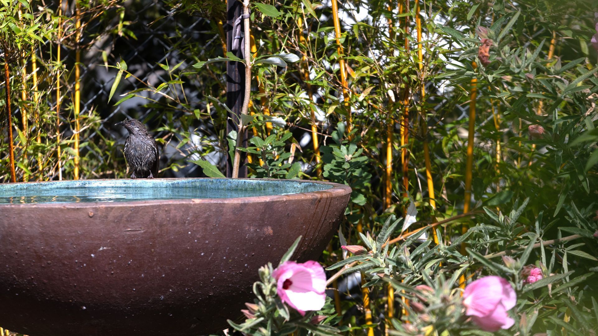 A birdbath surrounded by lush greenery and flowering plants.