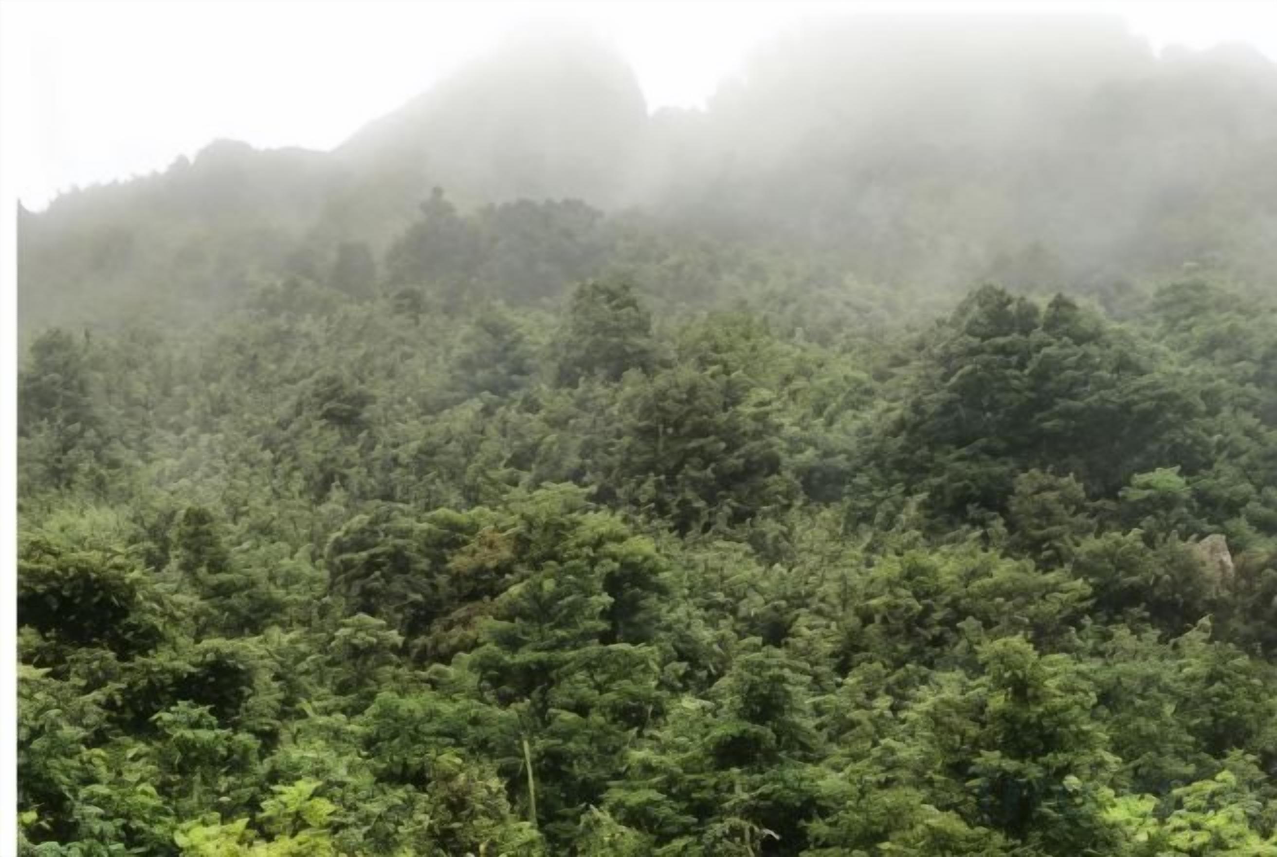 منوع