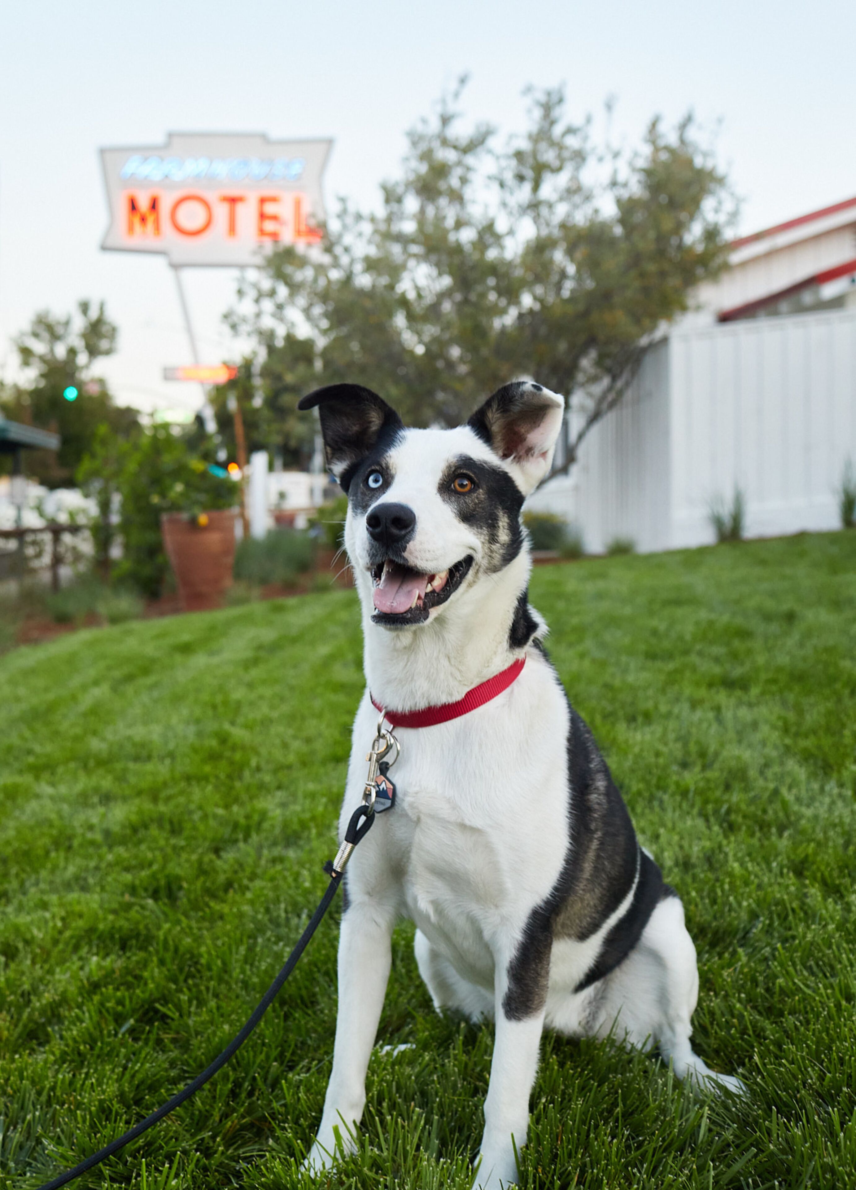 Ein Hund sitzt auf der Wiese, im Hintergrund ein Hotel-Schild.