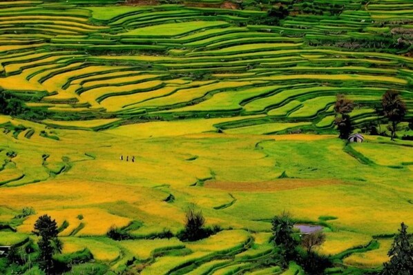 Terraced fields with a small structure in the distance. - Jacky's Guesthouse (Yuanyang)
