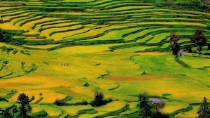 Terraced fields with a few people walking.