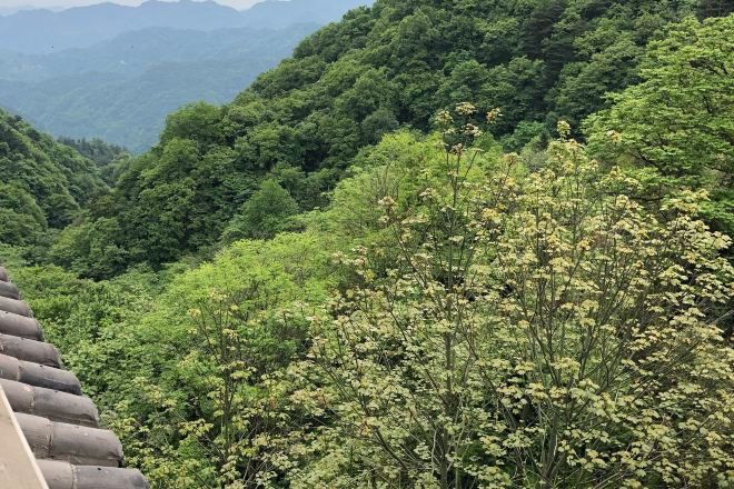 Une vue d’un paysage montagneux, caractérisé par un feuillage vert et luxuriant.