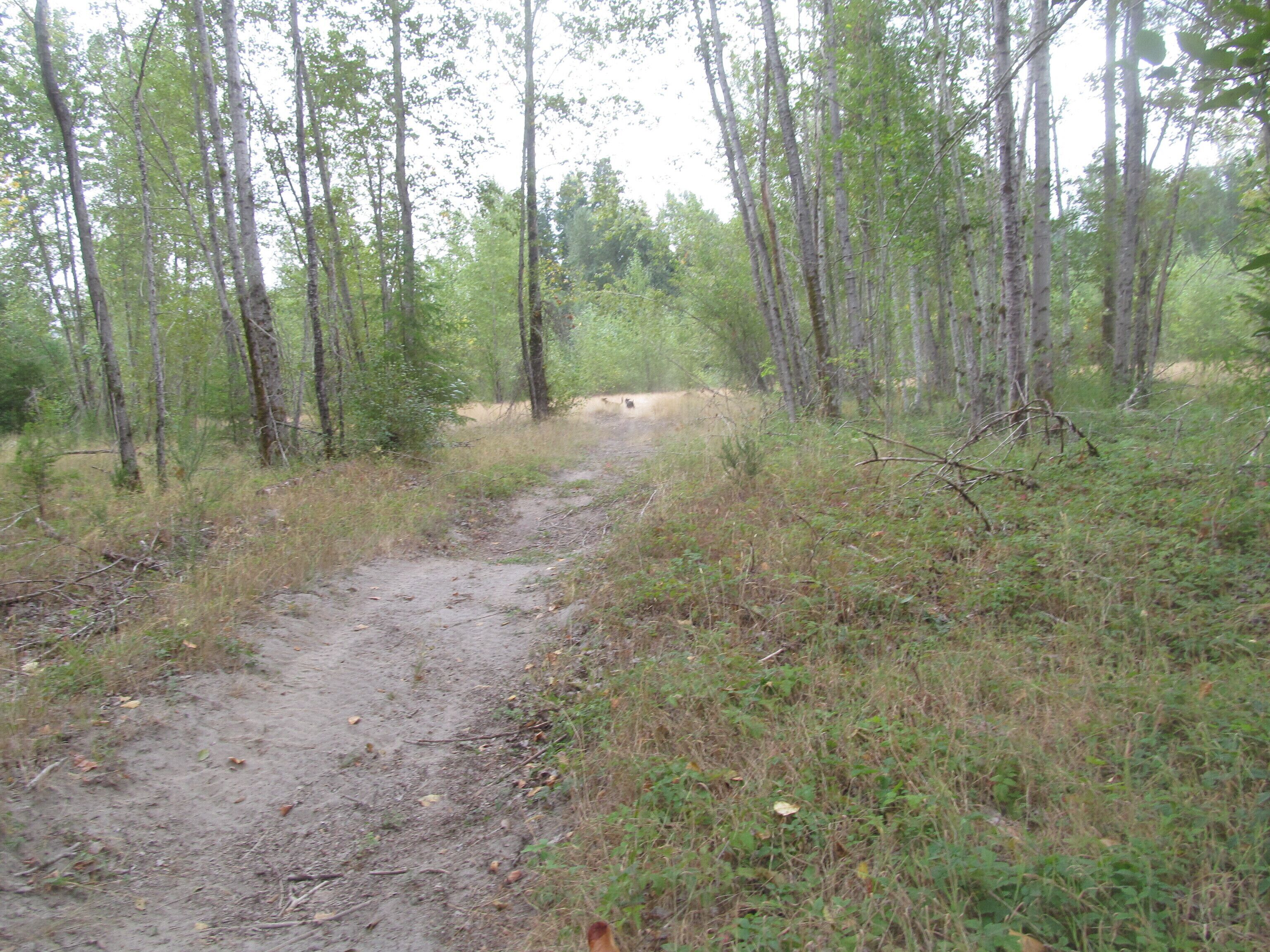 A dirt path in a forested area with tall trees and underbrush.