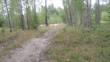 A dirt path in a forested area with tall trees and underbrush.