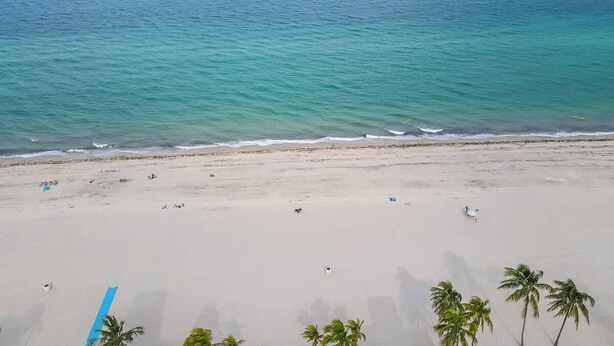 A beach with a clear view of the ocean, a sandy shore, and a few palm trees. - Charming Studio Walking Distance To Ocean - Unit 8 (Hollywood)