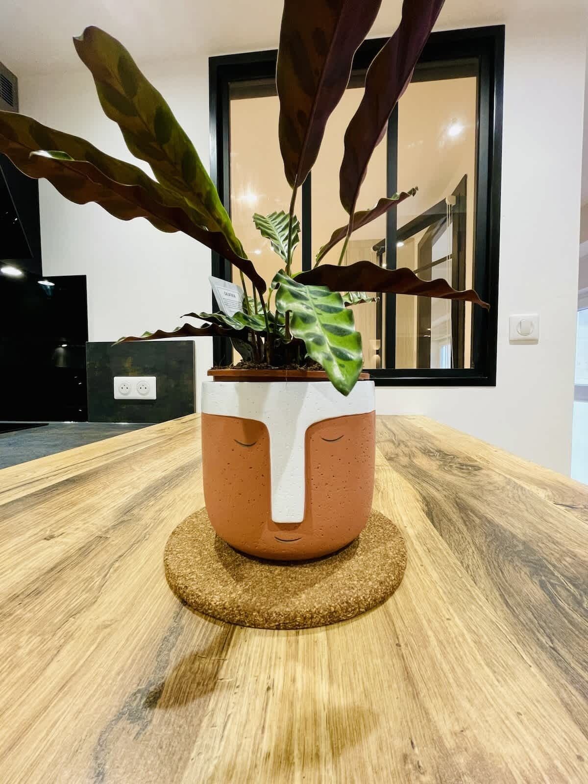 A potted plant on a wooden table with a window in the background.