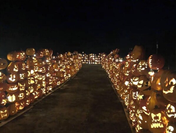 Un sendero bordeado por calabazas iluminadas de manera uniforme.