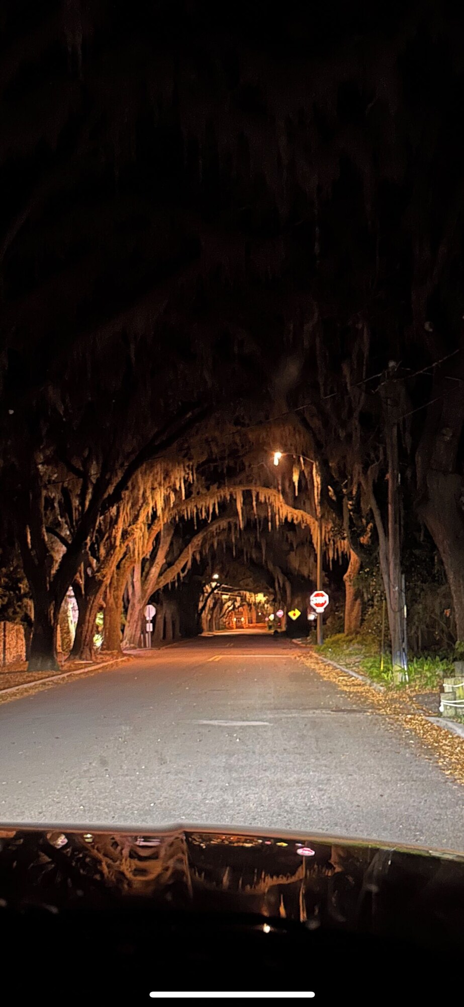 Photo 43 of Pet friendly Iconic Magnolia Ave, Fountain of Youth, 4 min to beach & Downtown
