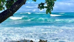 Escena de playa con olas y una rama en primer plano.