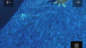 Una piscina con dos tortugas marinas nadando.