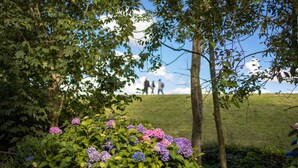 Un jardín con arbustos de hortensia y árboles.