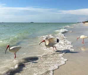 Chaises longues, serviettes de plage