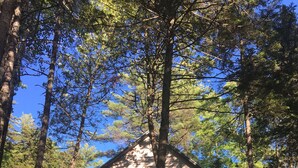 Eine rustikale Holzhütte, umgeben von hohen Bäumen, mit einer Holzterrasse und einer Leiter, die zum Eingang führt.