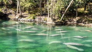 Une rivière aux eaux claires où nagent des poissons, bordée d’arbres et entourée d’un mur de pierres.