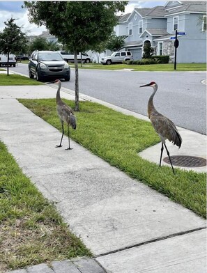 Property grounds