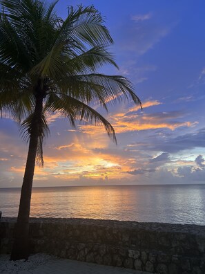 Una palmera junto a un muro de piedra con vista a un mar tranquilo al atardecer.