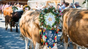 A cow adorned with a decorative headpiece and bell, walking on a street with other cows and people in the background. - Apartment in Wald im Pinzgau Near Ski Slope (Wald im Pinzgau)