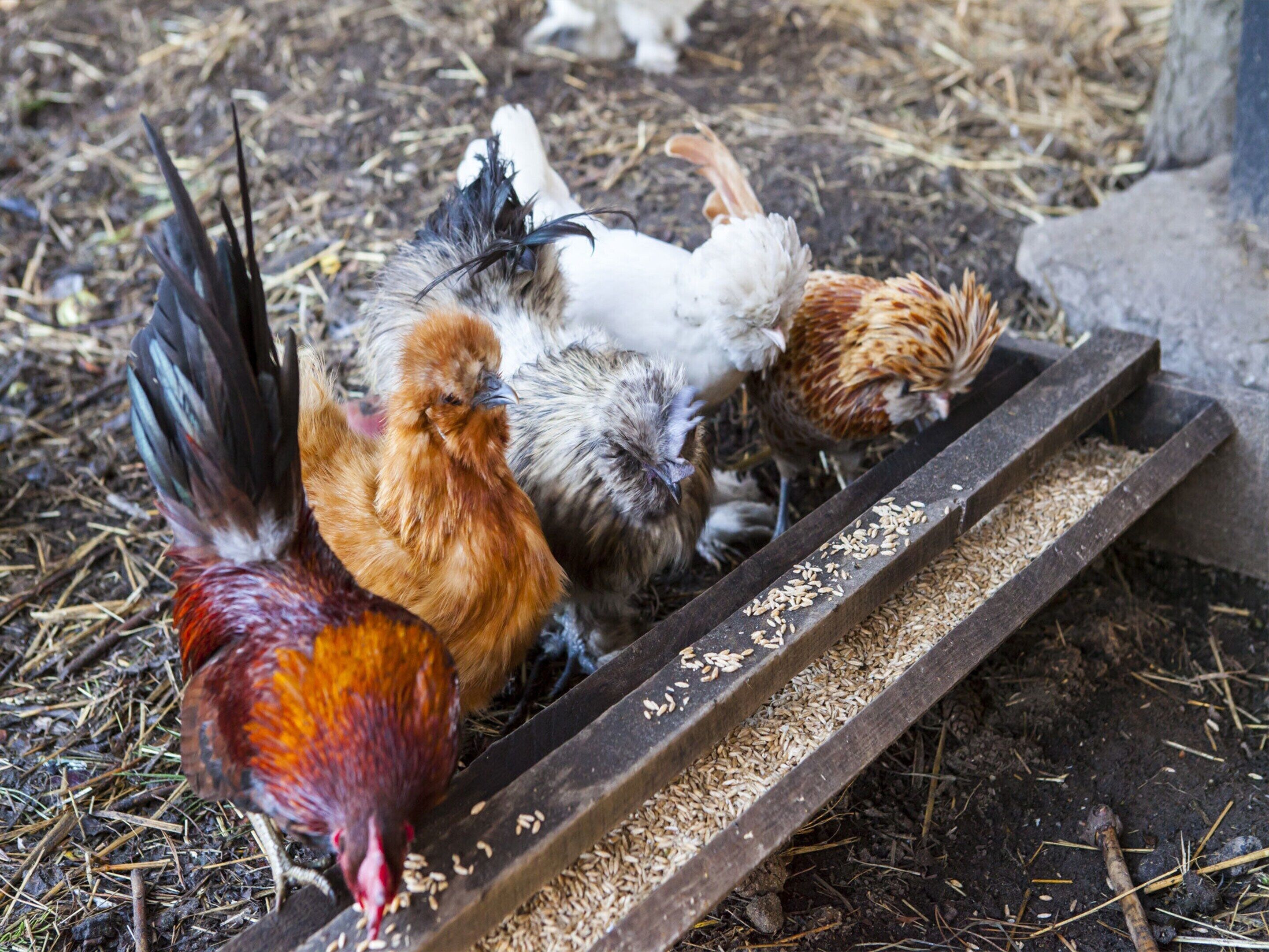 A group of chickens feeding from a metal trough on a straw-covered ground.
