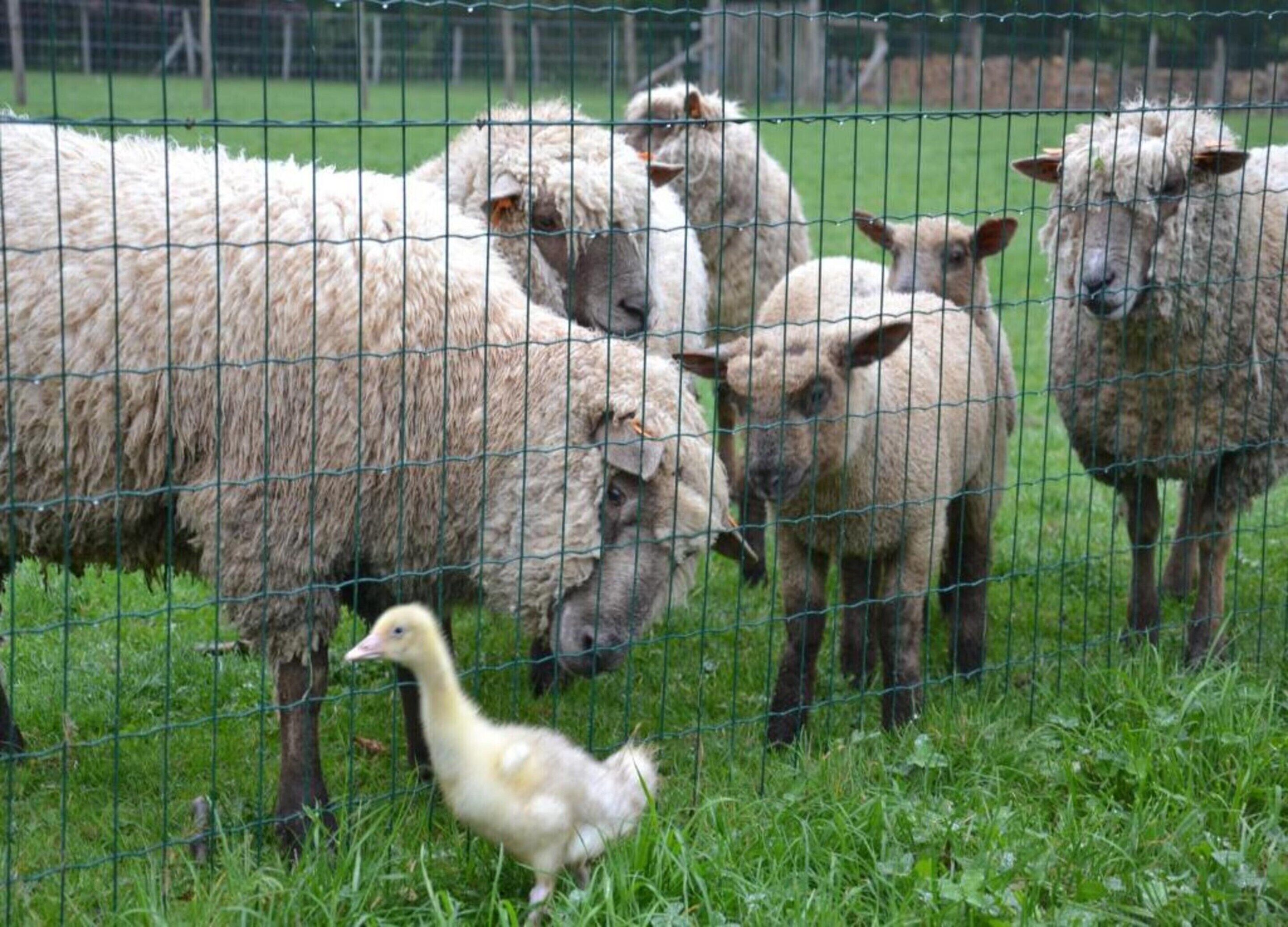 A group of sheep and a duck in a fenced area.