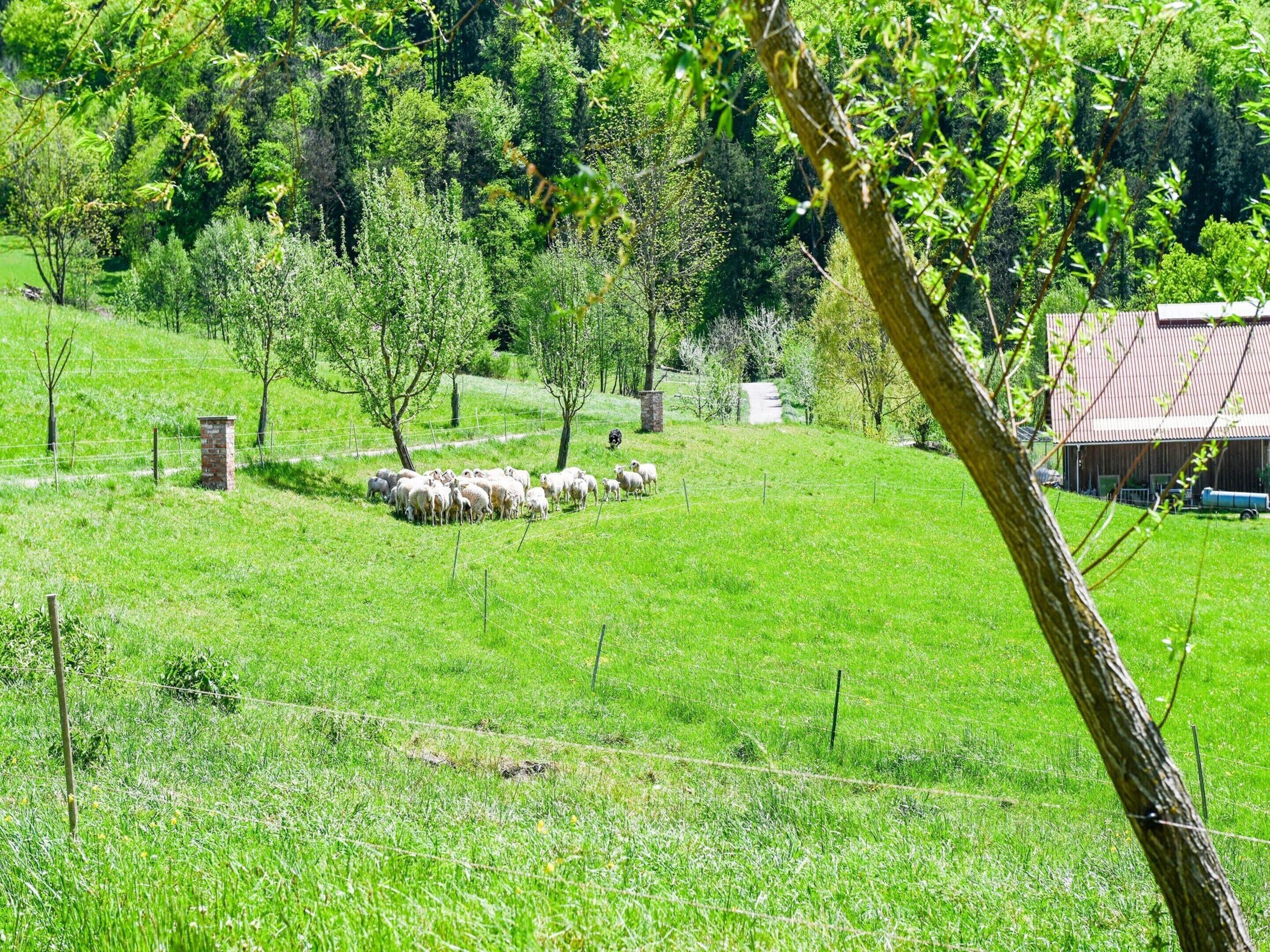 A rural landscape with a fenced field, a stone structure, and a barn.