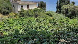 Apartment | View from property - Apartment in Mpenitses Near Beaches & Pool (Corfu)
