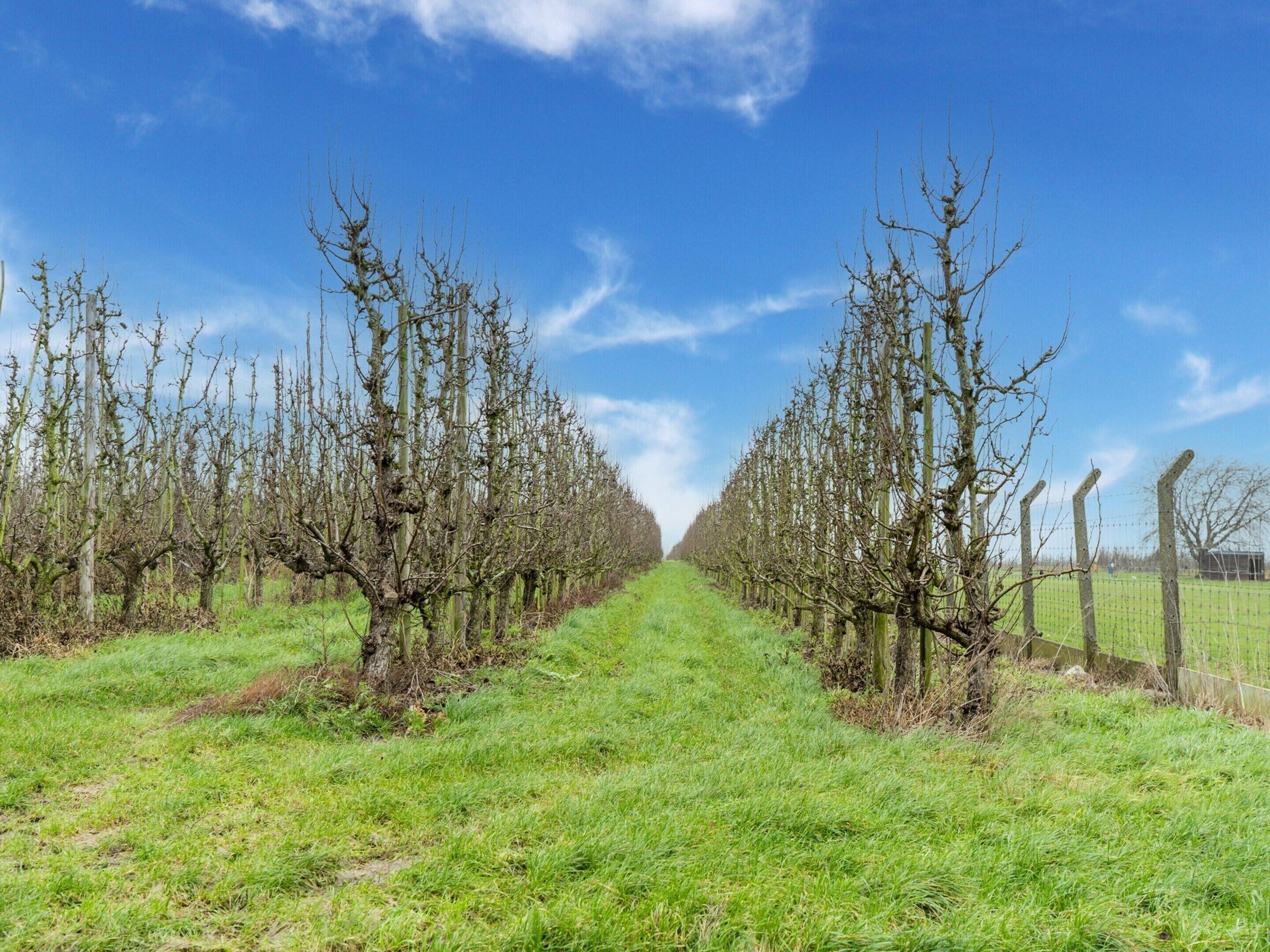 A vineyard with rows of trees and a clear sky.