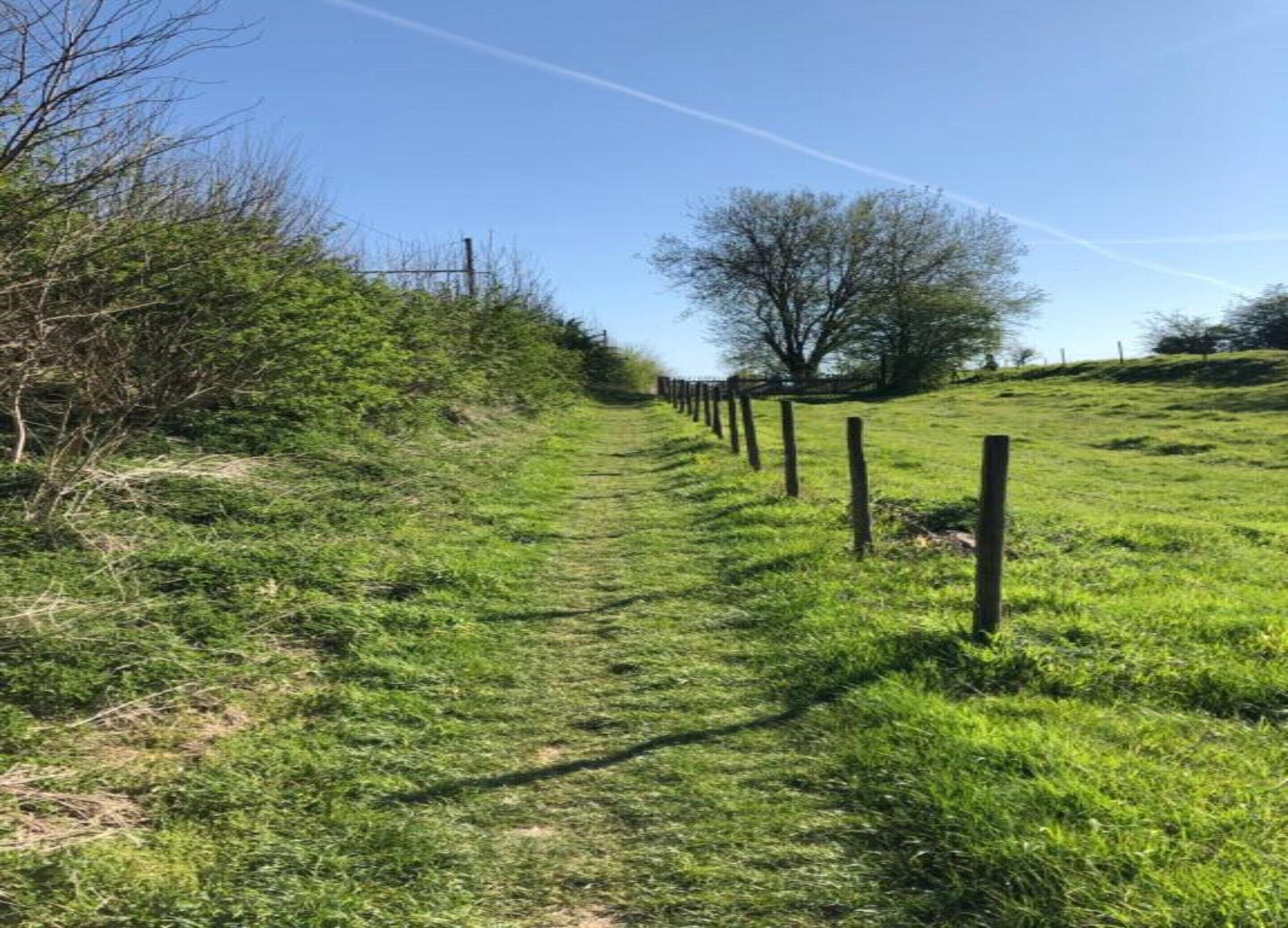 A grassy path with wooden posts, surrounded by trees and shrubs.