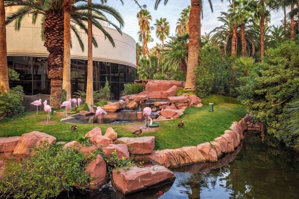 A landscaped garden with a pond, rocks, and flamingos.