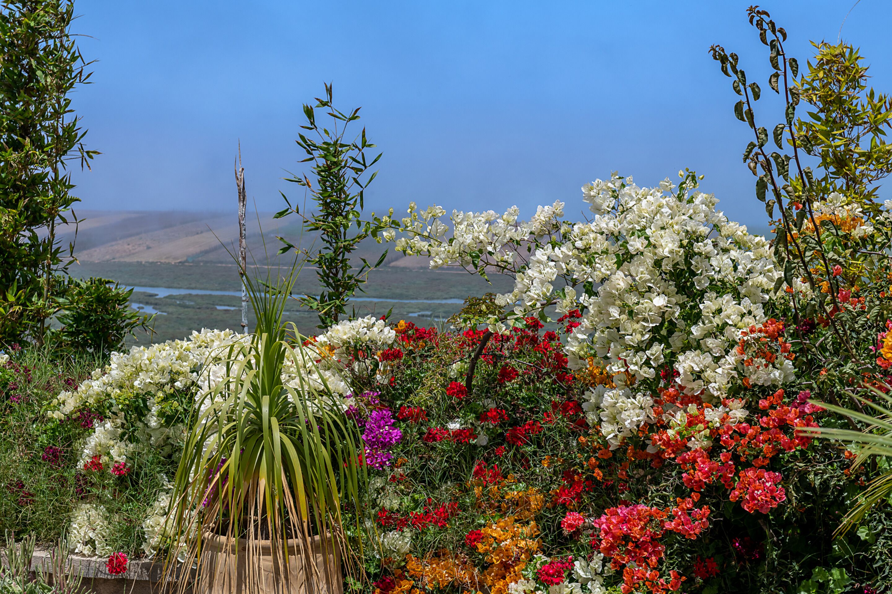 A garden with various flowers and a view of a valley.