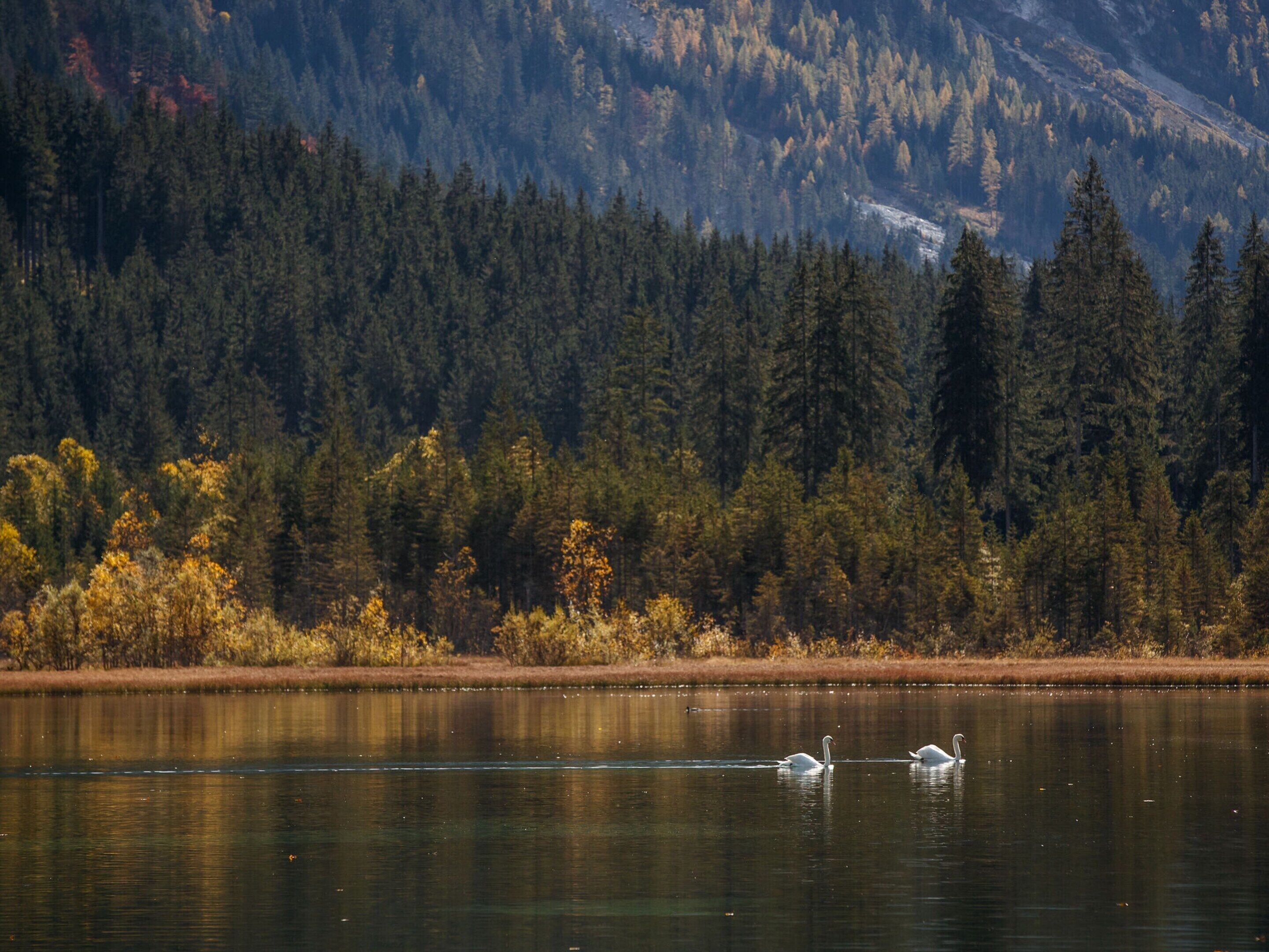 A lake with swans swimming, surrounded by dense forest and mountains in the background.
