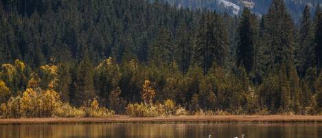 A lake with swans swimming, surrounded by dense forest and mountains in the background.