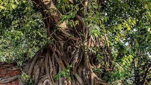 A tree with extensive roots and a carved face at its base. - Baan Mee Suk Ayutthaya (Ayutthaya)
