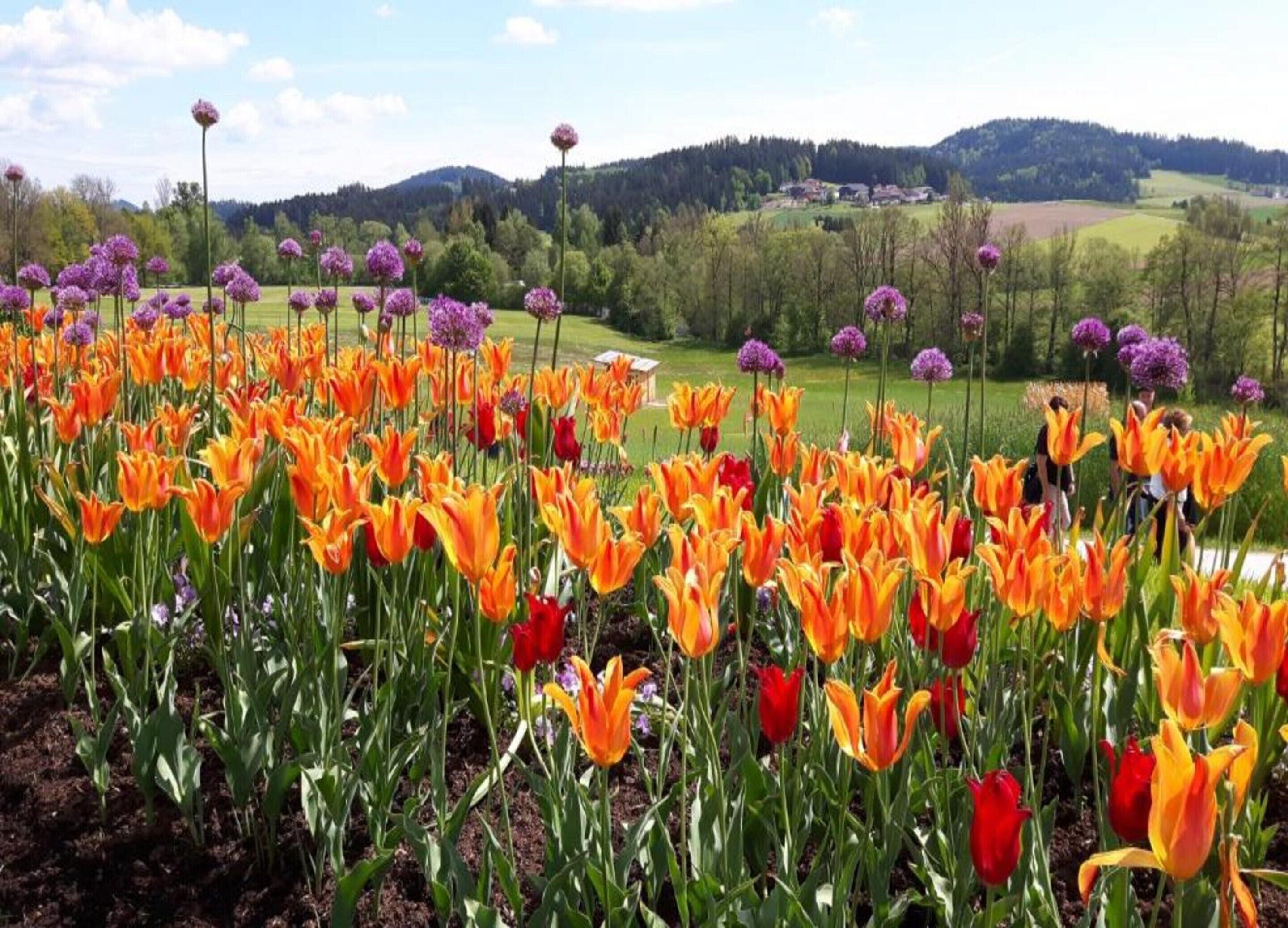 A field of tulips with purple alliums in the background.