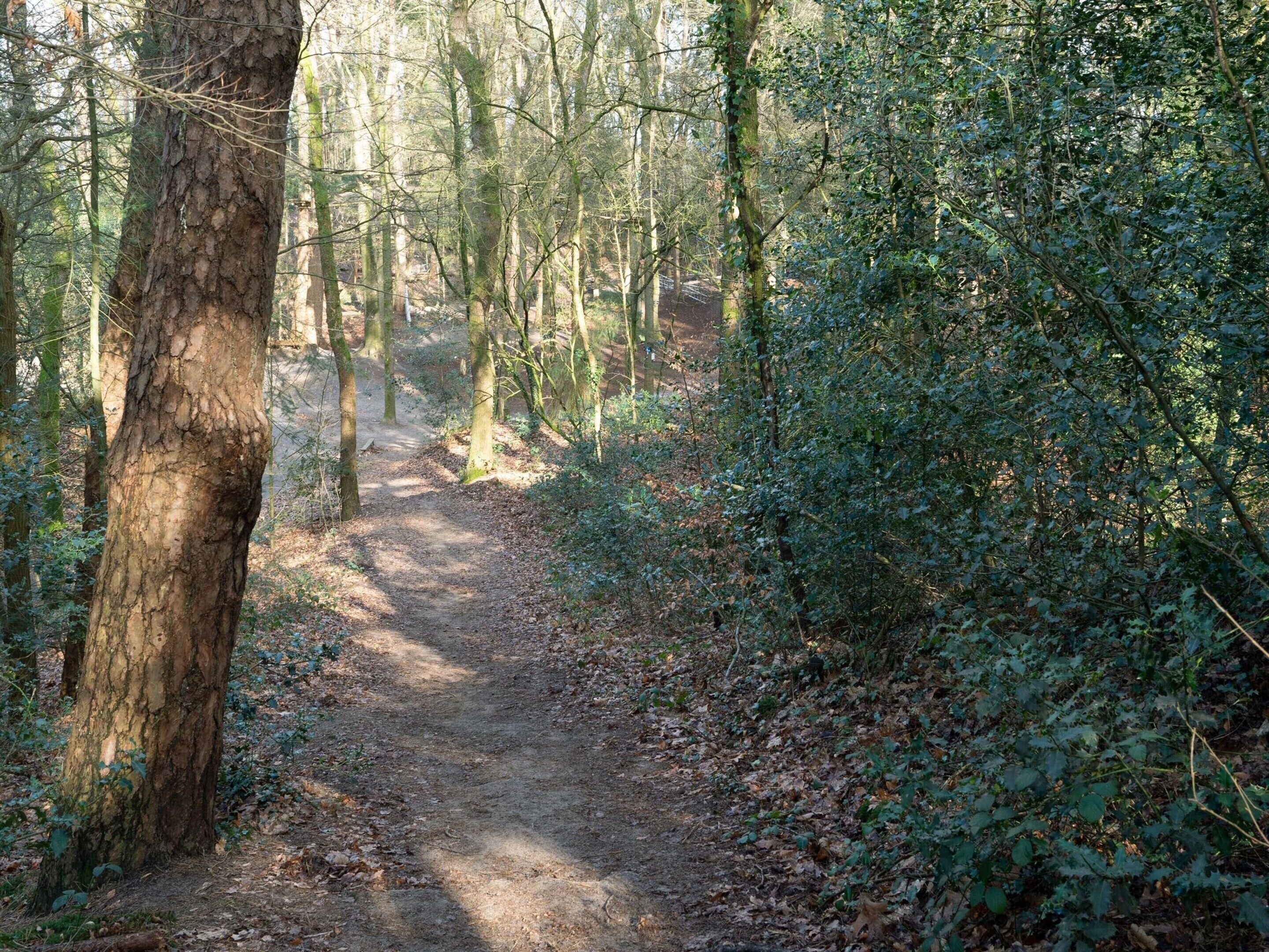 Ein Waldweg mit Bäumen und Unterholz.
