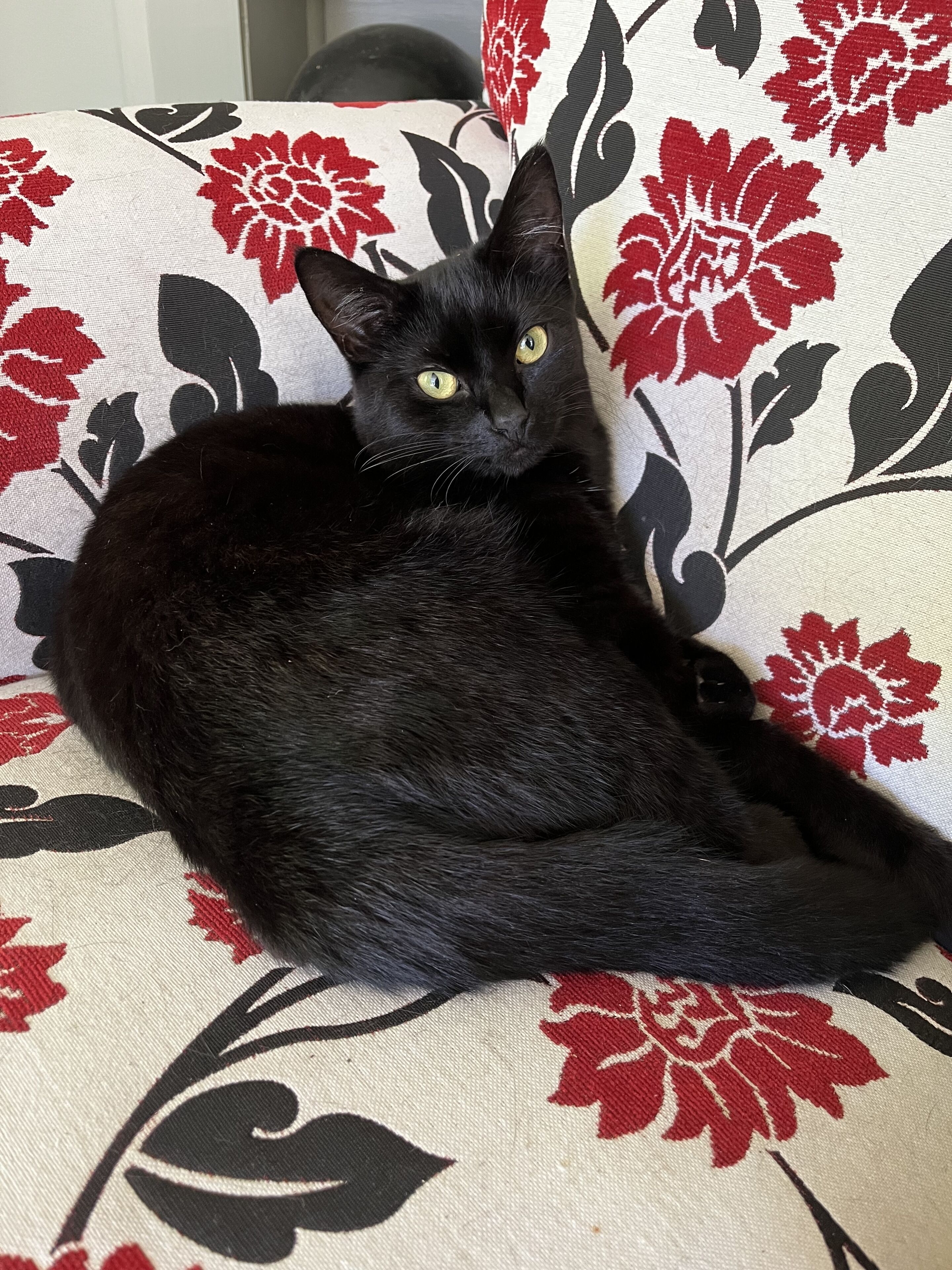 Un chat noir est allongé sur un canapé à motifs floraux.
