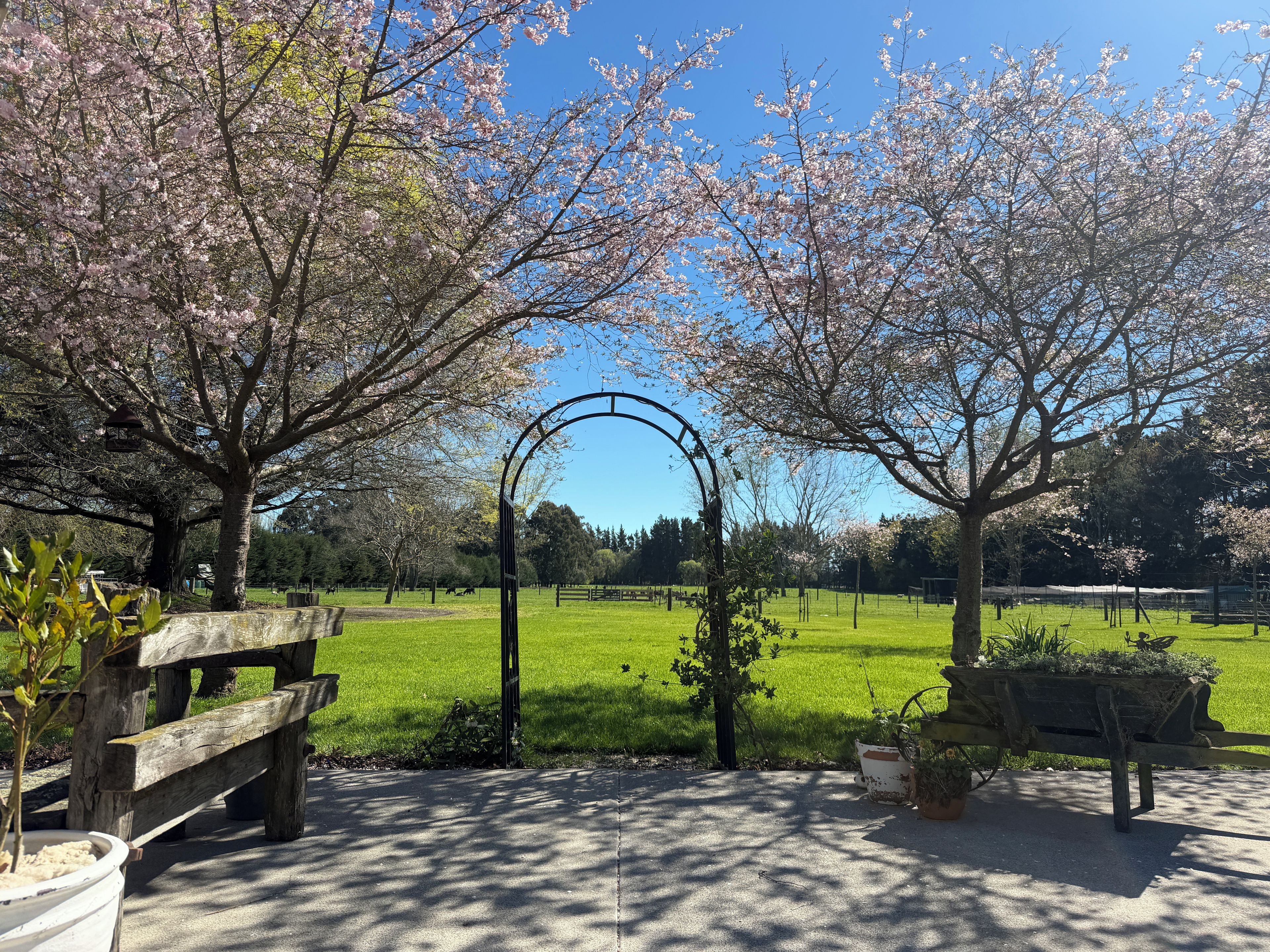 Ein Park mit Kirschblüten, einer hölzernen Bank und einem Metallbogen.