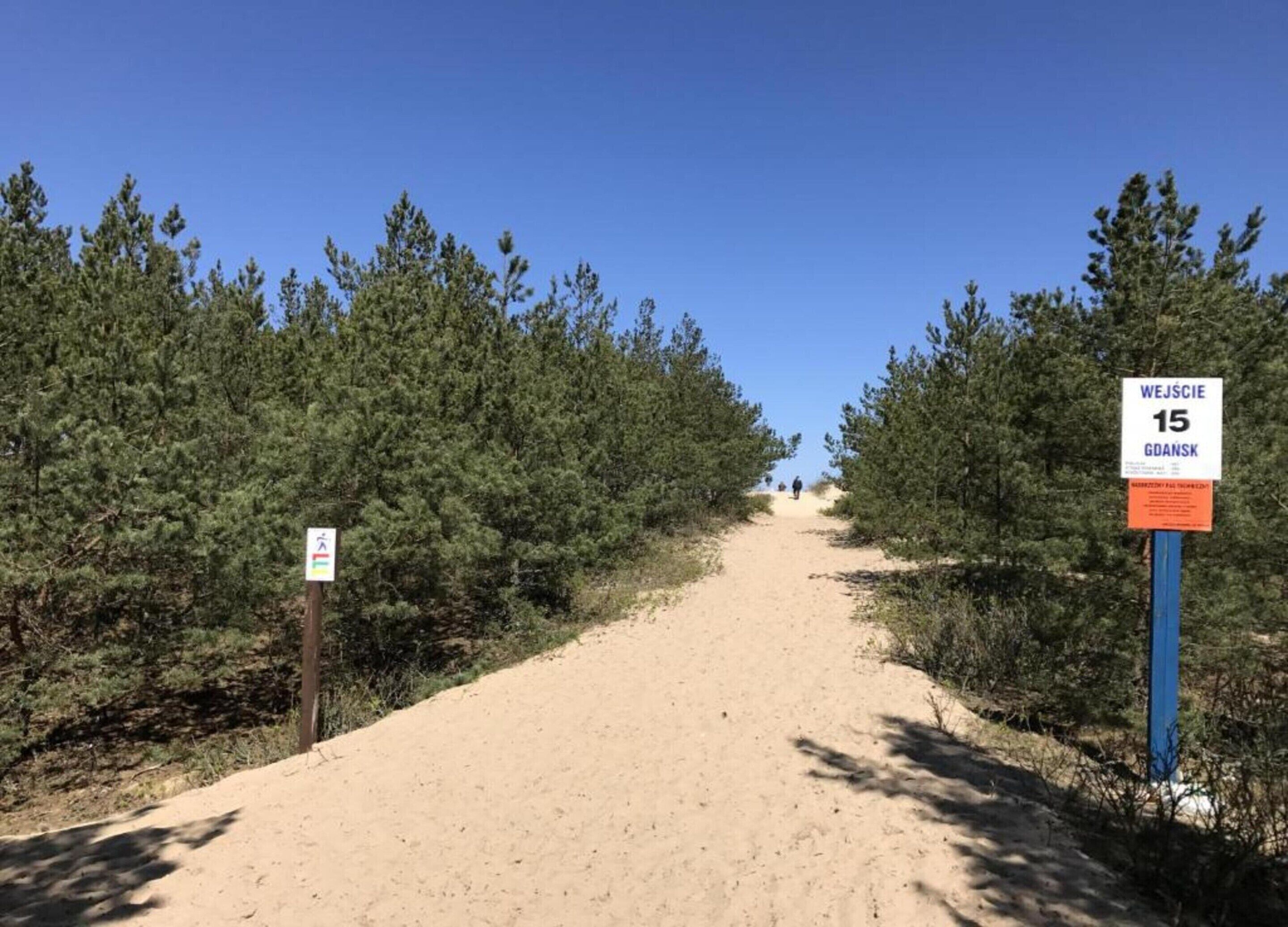 A sandy path flanked by dense pine trees leading to a distant point.