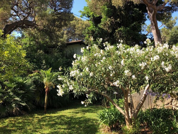 A garden with a variety of trees, including a prominent flowering tree in the foreground. - Charming house in the heart of Cap Ferrat (Saint-Jean-Cap-Ferrat)