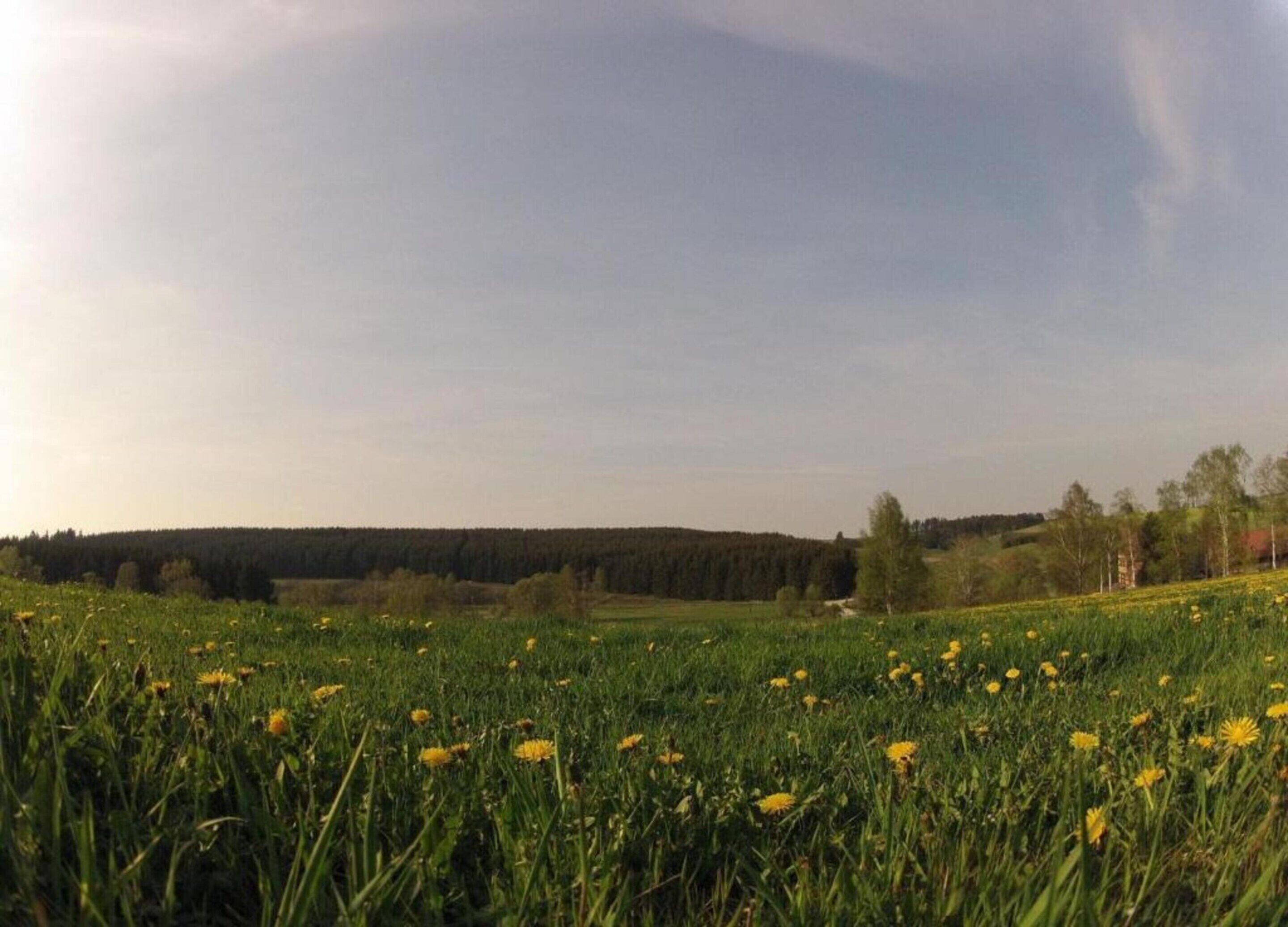 Een veld met paardenbloemen onder een heldere lucht.