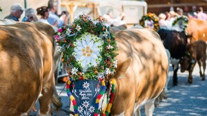 A cow adorned with a decorative wreath and bell, walking in a public setting.