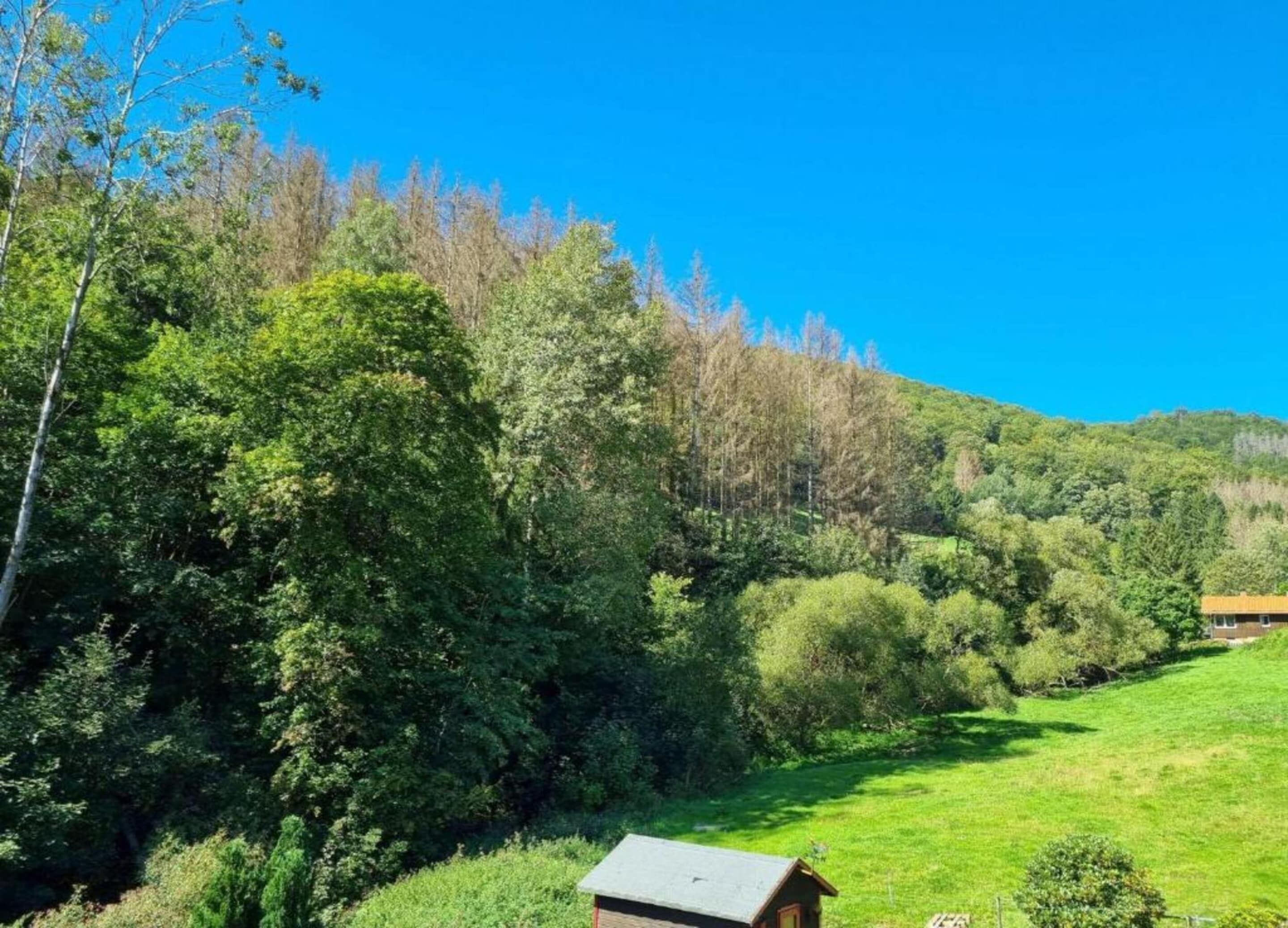 A rural landscape with a small wooden cabin, dense green trees, and a clear blue sky.