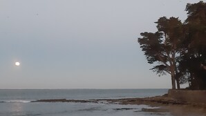 En strandscene med oceanen, et træ og en måne på himlen.