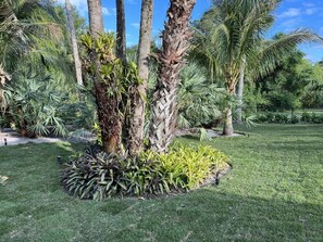 Property grounds - Tropical oasis with amazing tiki (West Palm Beach)